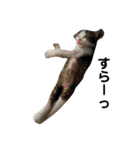 猫のミーちゃんの1日（個別スタンプ：30）