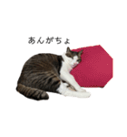 猫のミーちゃんの1日（個別スタンプ：31）