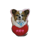 愛犬ギズモ（個別スタンプ：1）