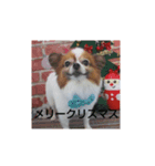 愛犬ギズモ（個別スタンプ：2）