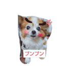 愛犬ギズモ（個別スタンプ：3）