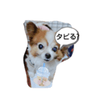 愛犬ギズモ（個別スタンプ：4）