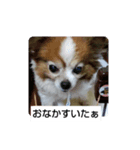 愛犬ギズモ（個別スタンプ：5）