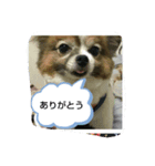 愛犬ギズモ（個別スタンプ：6）