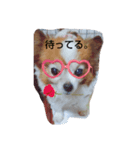 愛犬ギズモ（個別スタンプ：7）
