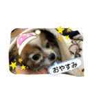 愛犬ギズモ（個別スタンプ：8）
