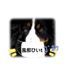 可愛いバーニーズスタンプ(*^^*)2！！（個別スタンプ：7）