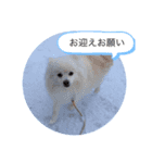 【日常で使えるわんこスタンプ】（個別スタンプ：7）