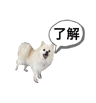 【日常で使えるわんこスタンプ】（個別スタンプ：8）