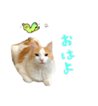 いけにゃんのんくん（個別スタンプ：1）