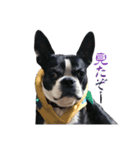 Boston terrier RUI2（個別スタンプ：1）
