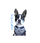 Boston terrier RUI2（個別スタンプ：2）