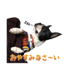 Boston terrier RUI2（個別スタンプ：3）