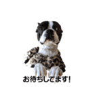 Boston terrier RUI2（個別スタンプ：4）