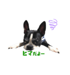 Boston terrier RUI2（個別スタンプ：5）
