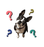 Boston terrier RUI2（個別スタンプ：6）