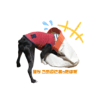 Boston terrier RUI2（個別スタンプ：8）