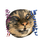 ねこねこねっこさん（個別スタンプ：2）
