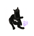 ねこねこねっこさん（個別スタンプ：3）