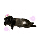ねこねこねっこさん（個別スタンプ：4）