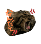 ねこねこねっこさん（個別スタンプ：5）