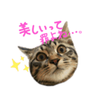 ねこねこねっこさん（個別スタンプ：6）
