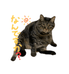 ねこねこねっこさん（個別スタンプ：7）