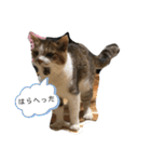 ニャン吉そらミニークロミ小梅モコ（個別スタンプ：13）