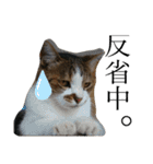 ニャン吉そらミニークロミ小梅モコ（個別スタンプ：21）