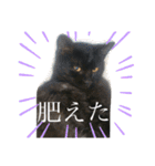 ニャン吉そらミニークロミ小梅モコ（個別スタンプ：23）