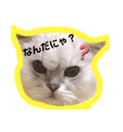 まめはちみるきーさくらもずくそら（個別スタンプ：1）