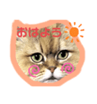 まめはちみるきーさくらもずくそら（個別スタンプ：7）
