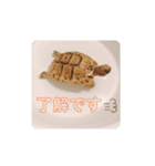 ギリシャリクガメ（個別スタンプ：5）