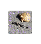 ギリシャリクガメ（個別スタンプ：8）