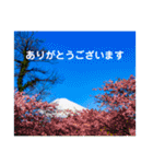 毎日富士山(富士山写真スタンプ)（個別スタンプ：6）