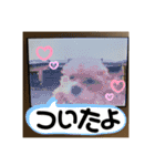 ぱむまるスタンプ（個別スタンプ：11）