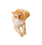 ねこw（個別スタンプ：1）