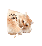 ねこw（個別スタンプ：2）
