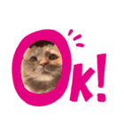 ねこw（個別スタンプ：4）