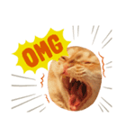 ねこw（個別スタンプ：7）