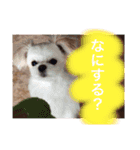MCMSO（個別スタンプ：3）