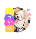 MCMSO（個別スタンプ：12）