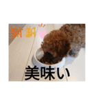 僕の犬の日常生活2（個別スタンプ：2）