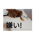 僕の犬の日常生活2（個別スタンプ：5）