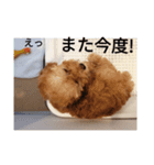 僕の犬の日常生活2（個別スタンプ：8）