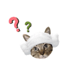 ねこ好き注意スタンプ2（個別スタンプ：2）