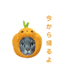 ねこ好き注意スタンプ2（個別スタンプ：3）