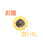 ねこ好き注意スタンプ2（個別スタンプ：4）