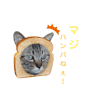 ねこ好き注意スタンプ2（個別スタンプ：5）