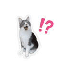 ねこ好き注意スタンプ2（個別スタンプ：6）